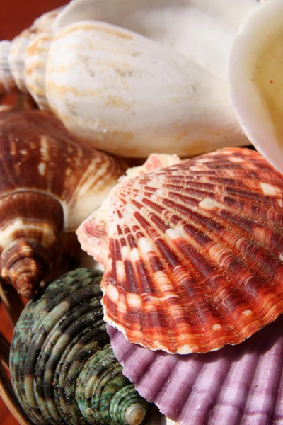 Seashells background — Stock Photo, Image