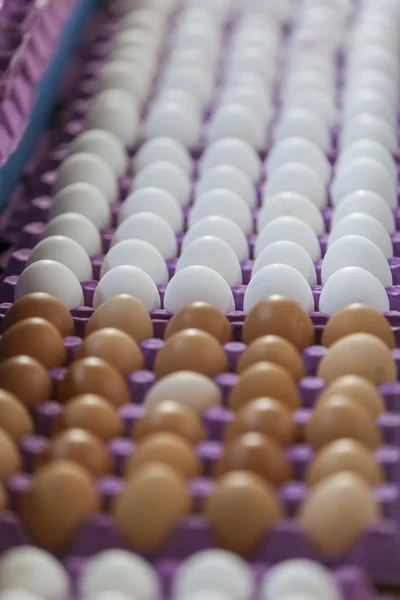 Jaja białe i brązowe — Zdjęcie stockowe