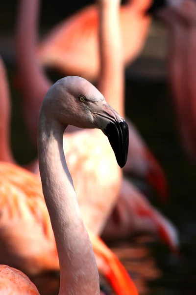 Chilský plameňák — Stock fotografie