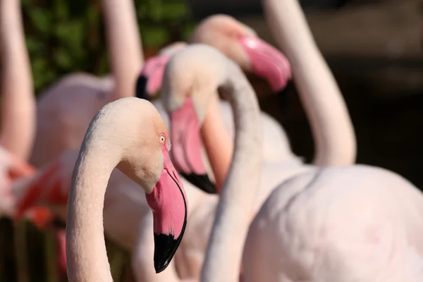 Chileense flamingo — Stockfoto