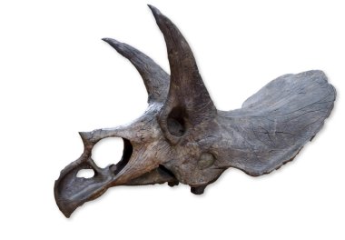 Triceratops