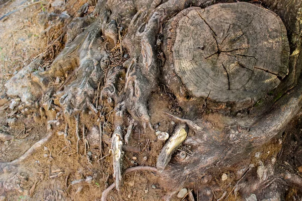 Árbol viejo —  Fotos de Stock