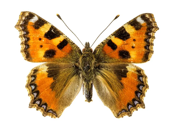 Petit papillon écaille de tortue — Photo