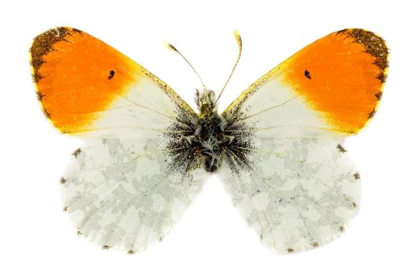 Turuncu-uç kelebek — Stok fotoğraf