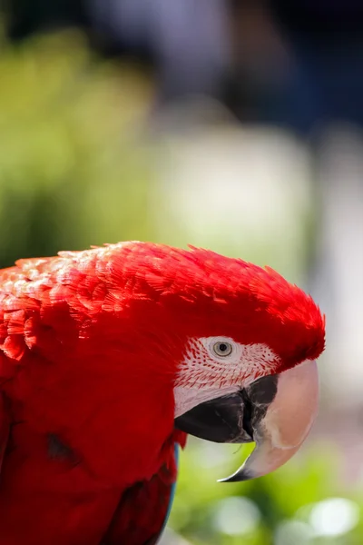 Röd Ara papegoja — Stockfoto