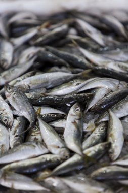 taze deniz ürünleri