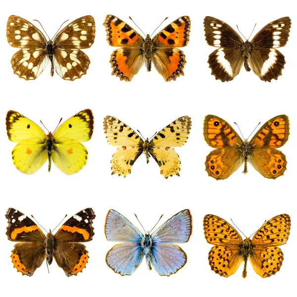 Set di farfalle — Foto Stock