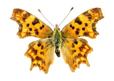 virgül kelebek