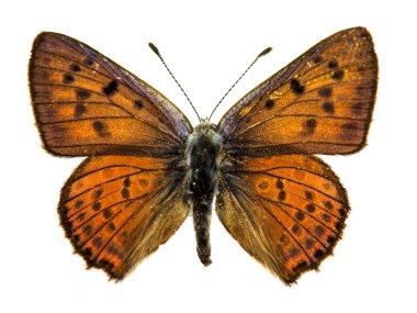 Purple-shot Copper butterfly clipart
