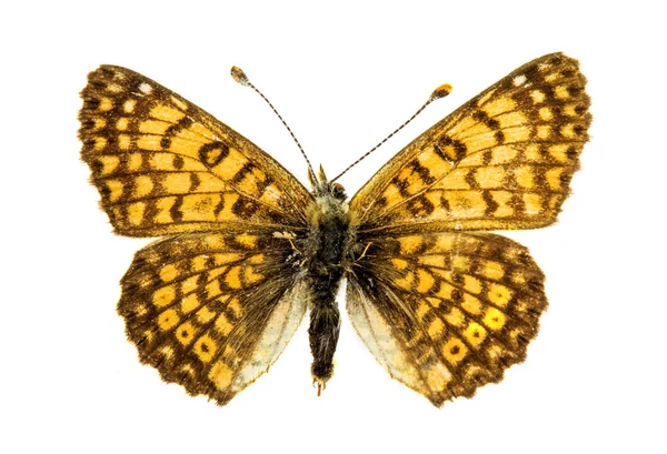 Skipper borboleta — Fotografia de Stock