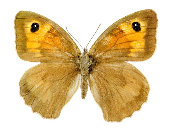 Borboleta gatekeeper — Fotografia de Stock