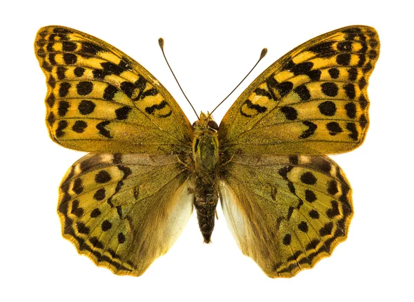 Niobe Borboleta fritilária — Fotografia de Stock