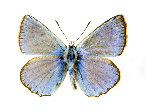 Papillon bleu — Photo