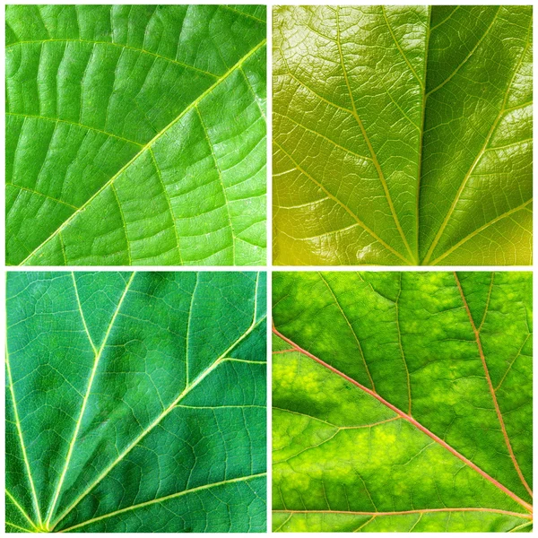 Textures des feuilles — Photo