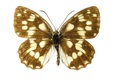 Kelebek