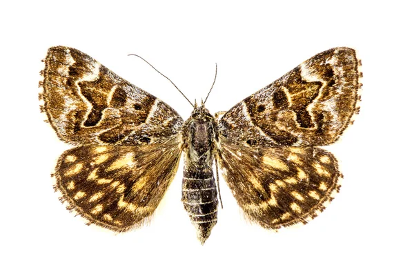 The moth — Stock Photo, Image