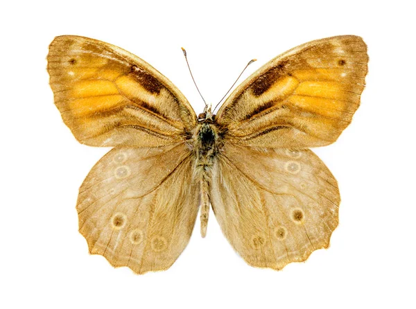 Бабочка Решетки Брауна — стоковое фото