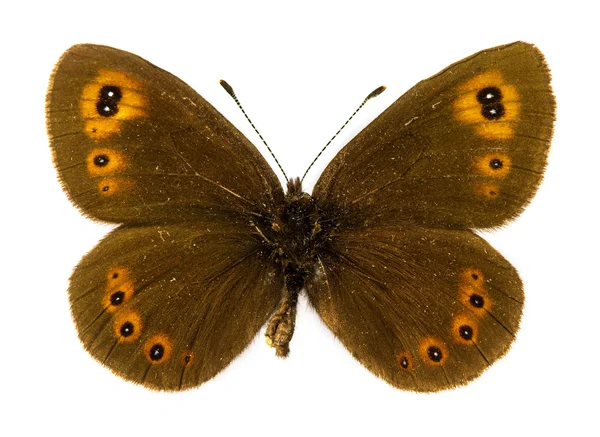 Arrangement-brauner Schmetterling — Stockfoto