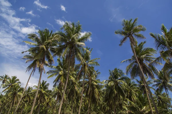 Negombo, Srí lanka — Stock fotografie