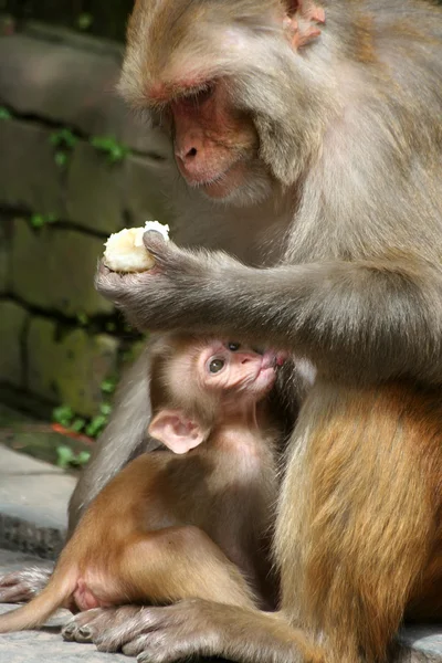 Macaque family in Kathmandu, Nepal — Stock Photo, Image
