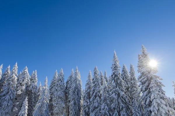 Bergbos onder de sneeuw in de winter — Stockfoto