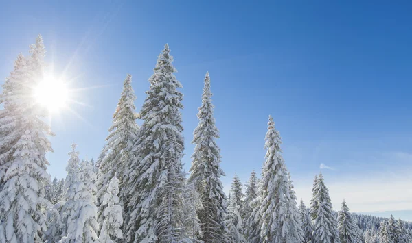 Bergbos onder de sneeuw in de winter — Stockfoto