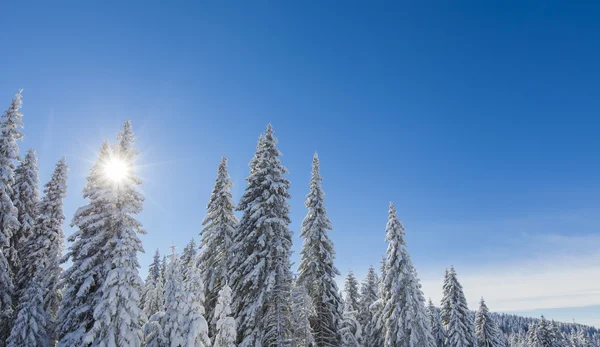 Bergbos onder de sneeuw in de winter — Stockfoto