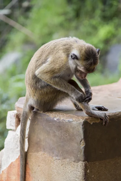 Toque macaque — Stock Photo, Image