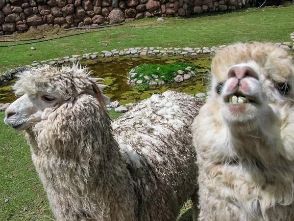 Huacaya alpacka — Stockfoto