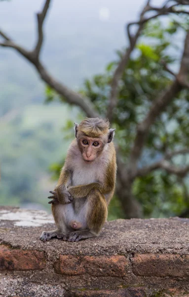 Toque macaque — Stock Photo, Image