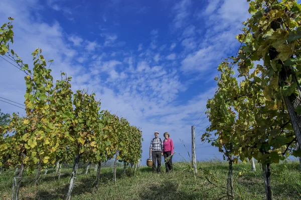 Senior paar in de wijngaard — Stockfoto