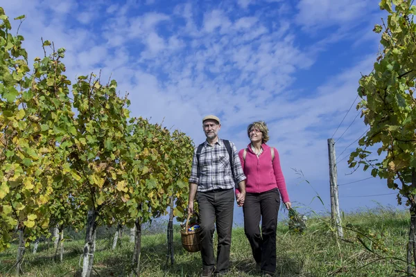 Coppia di anziani in vigna — Foto Stock