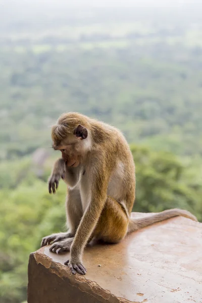 Miğfer makak — Stok fotoğraf