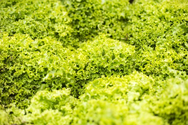 Ensalada verde — Foto de Stock