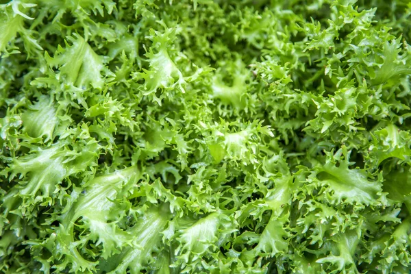 Green salad — Stock Photo, Image