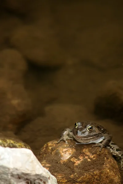 Frog in the pond — Stock Photo, Image