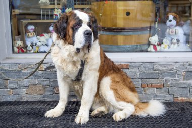 Saint bernard köpeği
