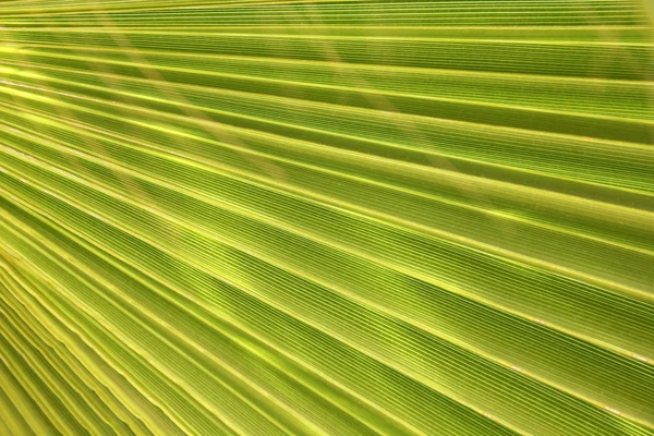 Palmunlehdet — kuvapankkivalokuva