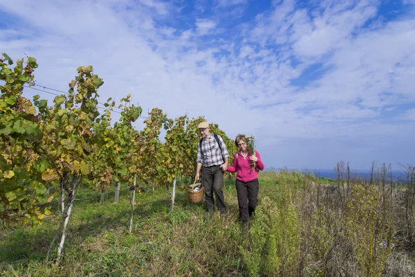Senior couple in the vineyard — Stock Photo, Image