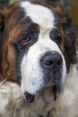 Saint bernard köpeği