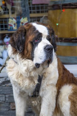 Saint bernard köpeği