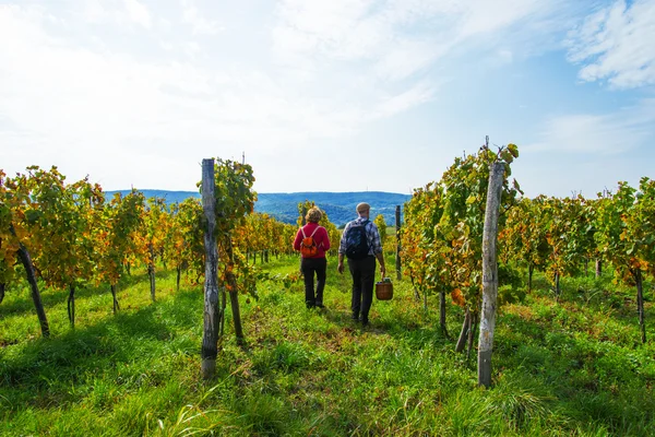 Senior paar in de wijngaard — Stockfoto