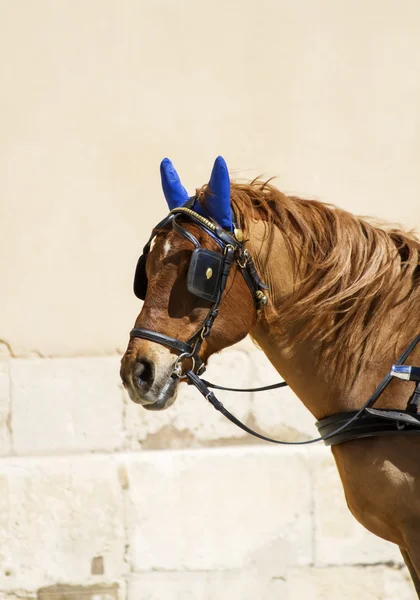 Cavallo sulla strada di Siracusa, Italia — Foto Stock