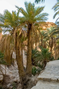 dağ oasis chebika Tunus