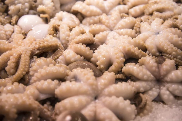 Octopus on the Sydney Fish Market. — Stock Photo, Image