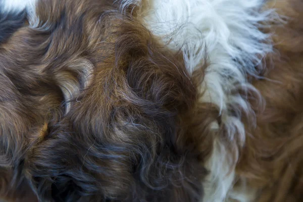 Dog hair — Stock Photo, Image