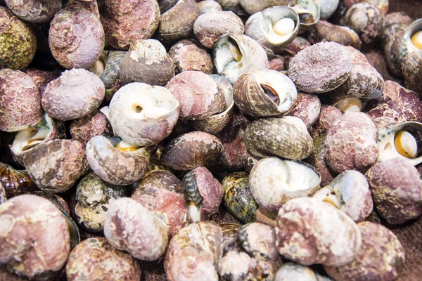 Periwinkles — Stok fotoğraf