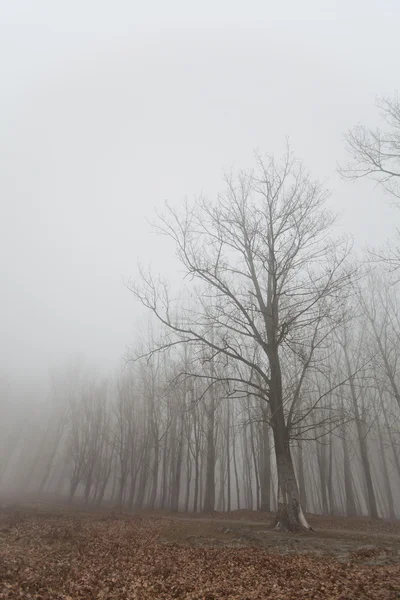 The fog — Stock Photo, Image