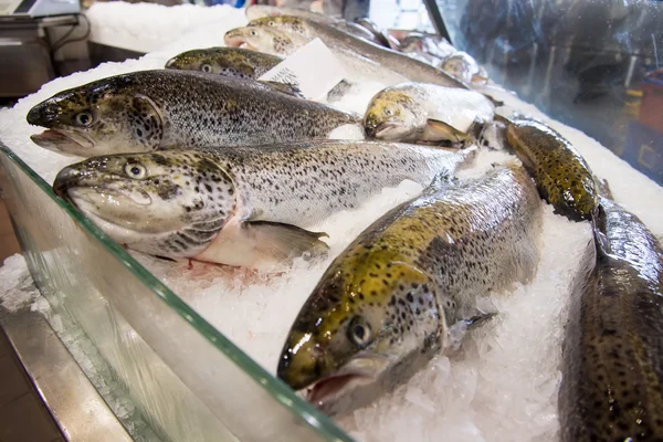 Tazmanya salmons — Stok fotoğraf