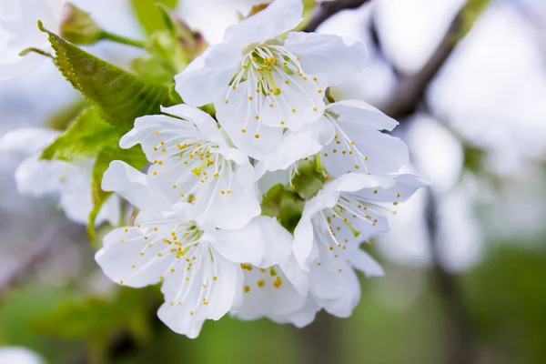 Bunga-bunga pohon musim semi — Stok Foto